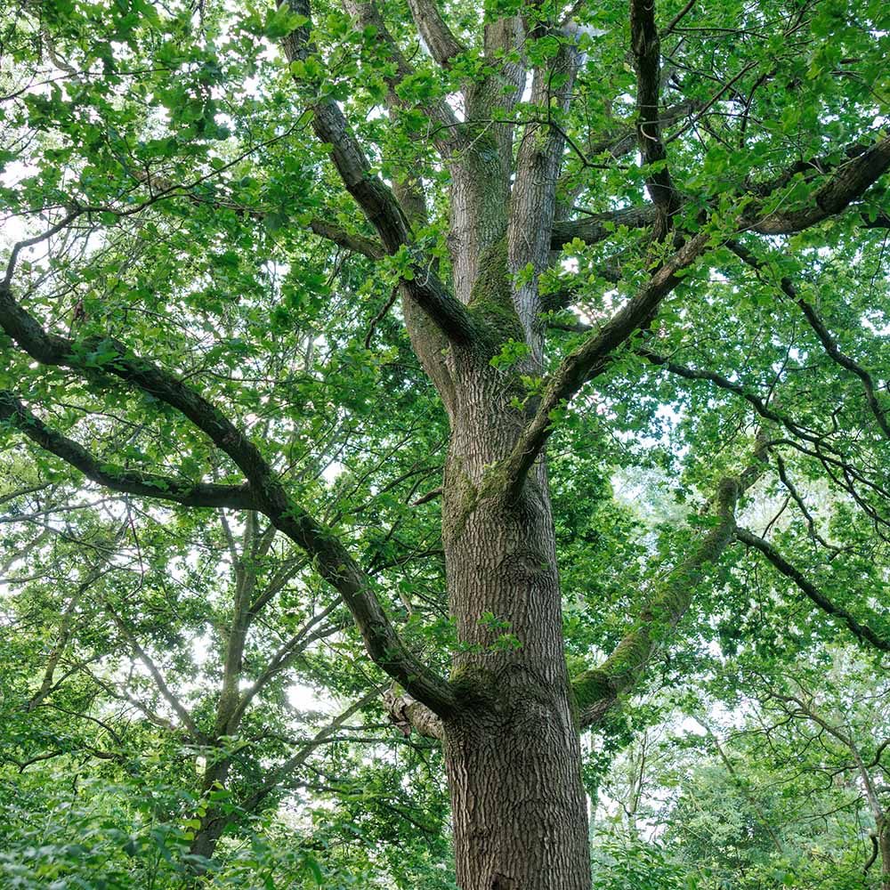Falcon-i Groenbeheer_BEA_web